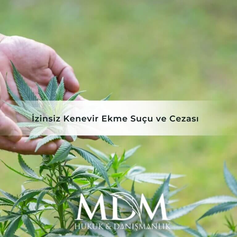 İzinsiz Kenevir Ekme Suçu ve Cezası